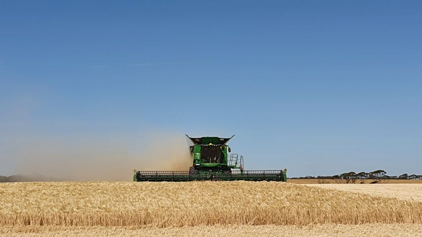 Comine_in_paddoc_854x480