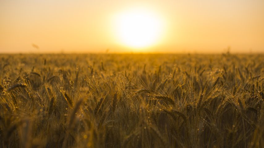 stock_field_1_854x480