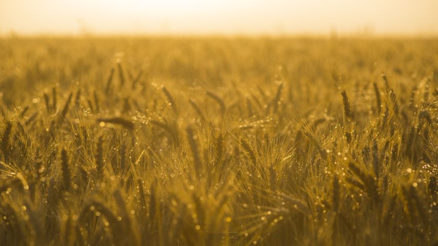 stock_field_3_854x480