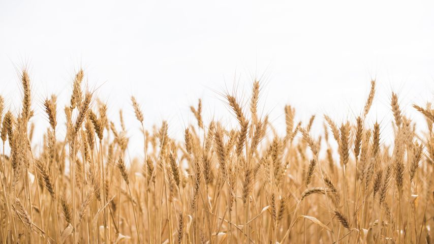 stock_field_4_854x480