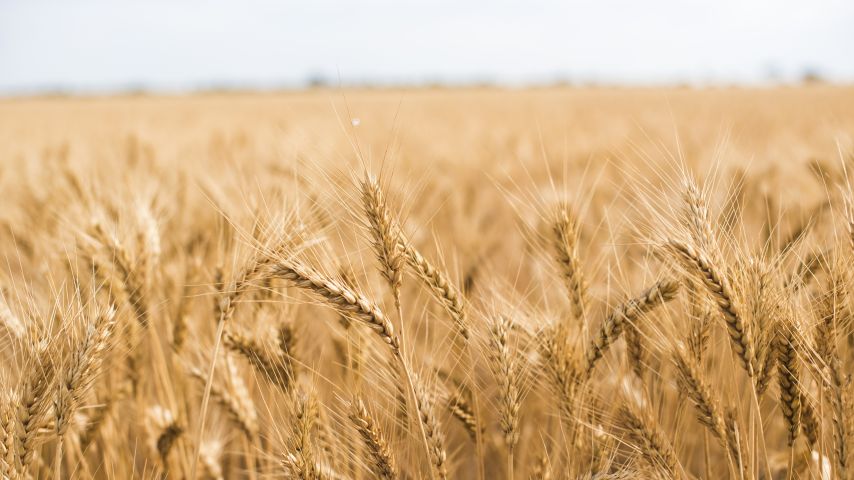 stock_field_5_854x480