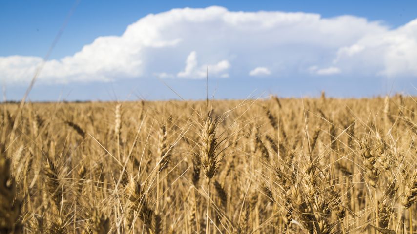 stock_field_6_854x480